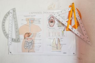 Leren over het menselijk lichaam